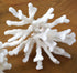 pocillopora eydouxi cauliflower coral medium